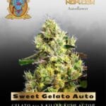 Sweet Gelato Auto (Feminized) - Sweet Seeds