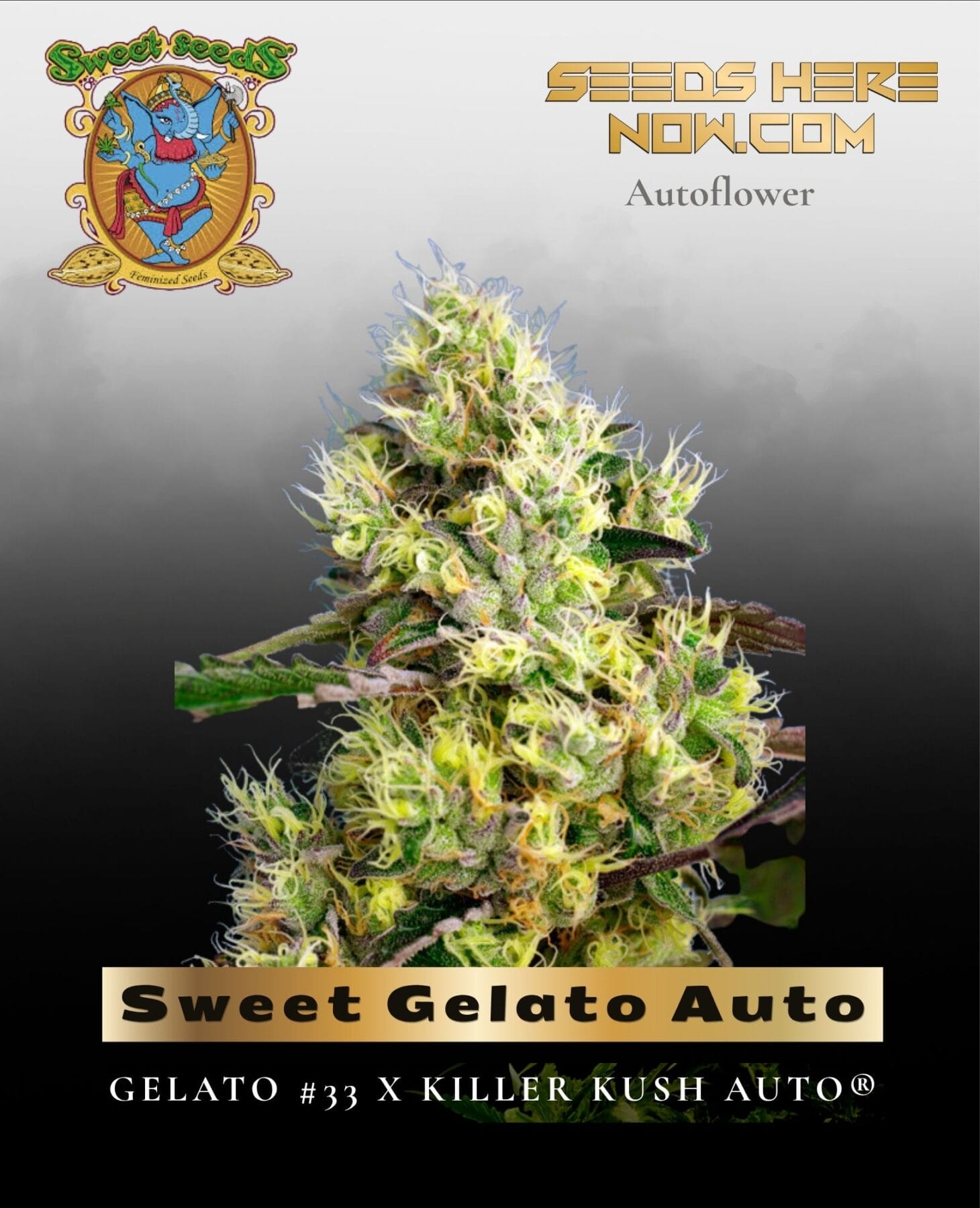 Sweet Gelato Auto (Feminized) - Sweet Seeds