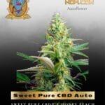 Sweet Pure CBD Auto (Feminized) - Sweet Seeds