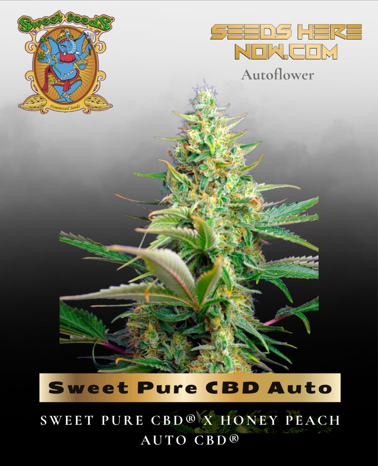 Sweet Pure CBD Auto (Feminized) - Sweet Seeds