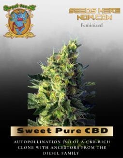 Sweet Pure CBD (Feminized) (space) Sweet Seeds