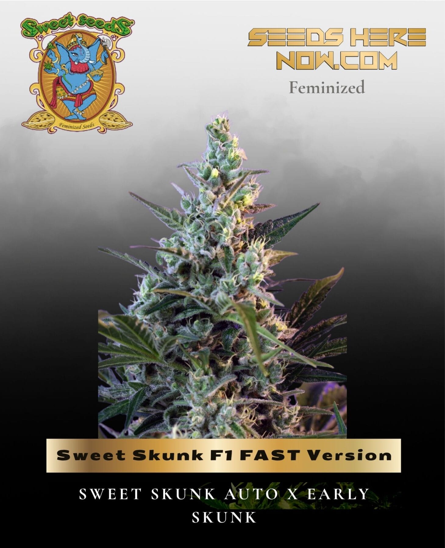 Sweet Skunk F1 FAST Version (Feminized) - Sweet Seeds