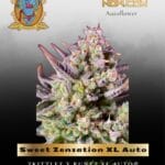 Sweet Zenzation XL Auto (Feminized) - Sweet Seeds