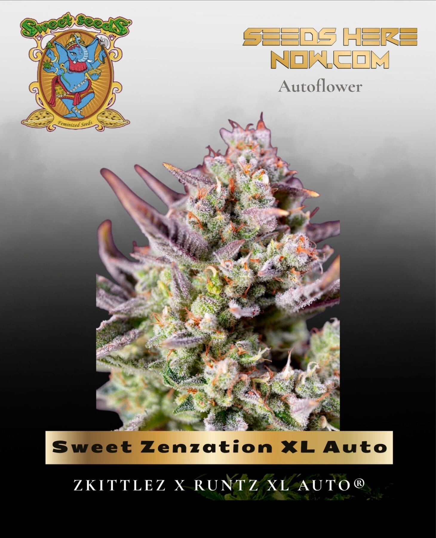 Sweet Zenzation XL Auto (Feminized) - Sweet Seeds