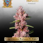 Tropicanna Poison F1 FAST (Feminized) - Sweet Seeds