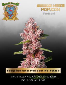 Tropicanna Poison F1 FAST (Feminized) (space) Sweet Seeds
