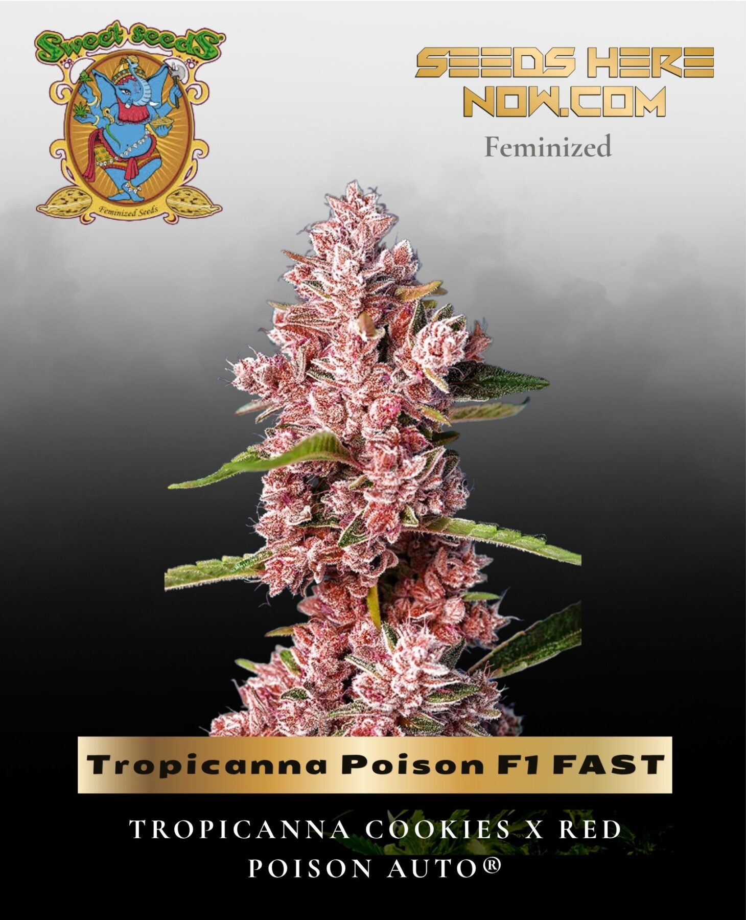 Tropicanna Poison F1 FAST (Feminized) - Sweet Seeds