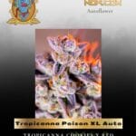 Tropicanna Poison XL Auto (Feminized) - Sweet Seeds