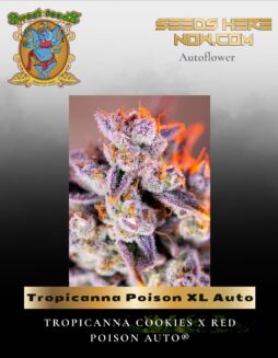 Tropicanna Poison XL Auto (Feminized) (space) Sweet Seeds