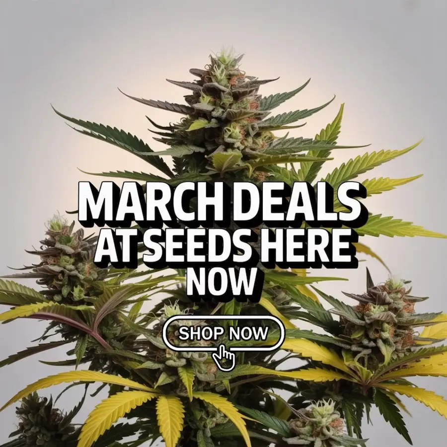 Autoflower Seeds Promotion