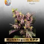 Bubblegum GPP (Regular) - TerpyZ Mutant Genetics
