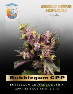 Bubblegum GPP (Regular) (space) TerpyZ Mutant Genetics