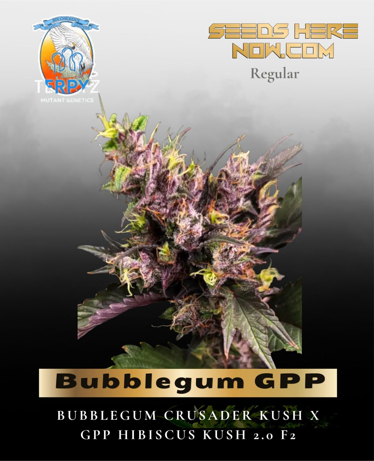 Bubblegum GPP (Regular) - TerpyZ Mutant Genetics