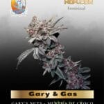 Gary & Gas (Feminized) - TerpyZ Mutant Genetics