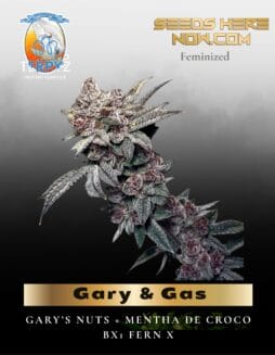 Gary & Gas (Feminized) (space) TerpyZ Mutant Genetics