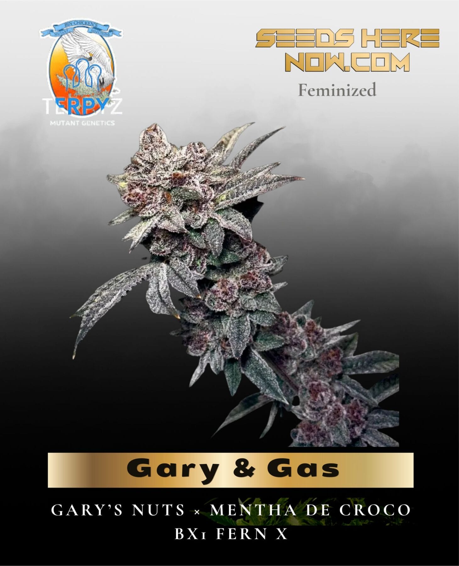 Gary & Gas (Feminized) - TerpyZ Mutant Genetics