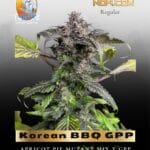 Korean BBQ GPP (Regular) - TerpyZ Mutant Genetics