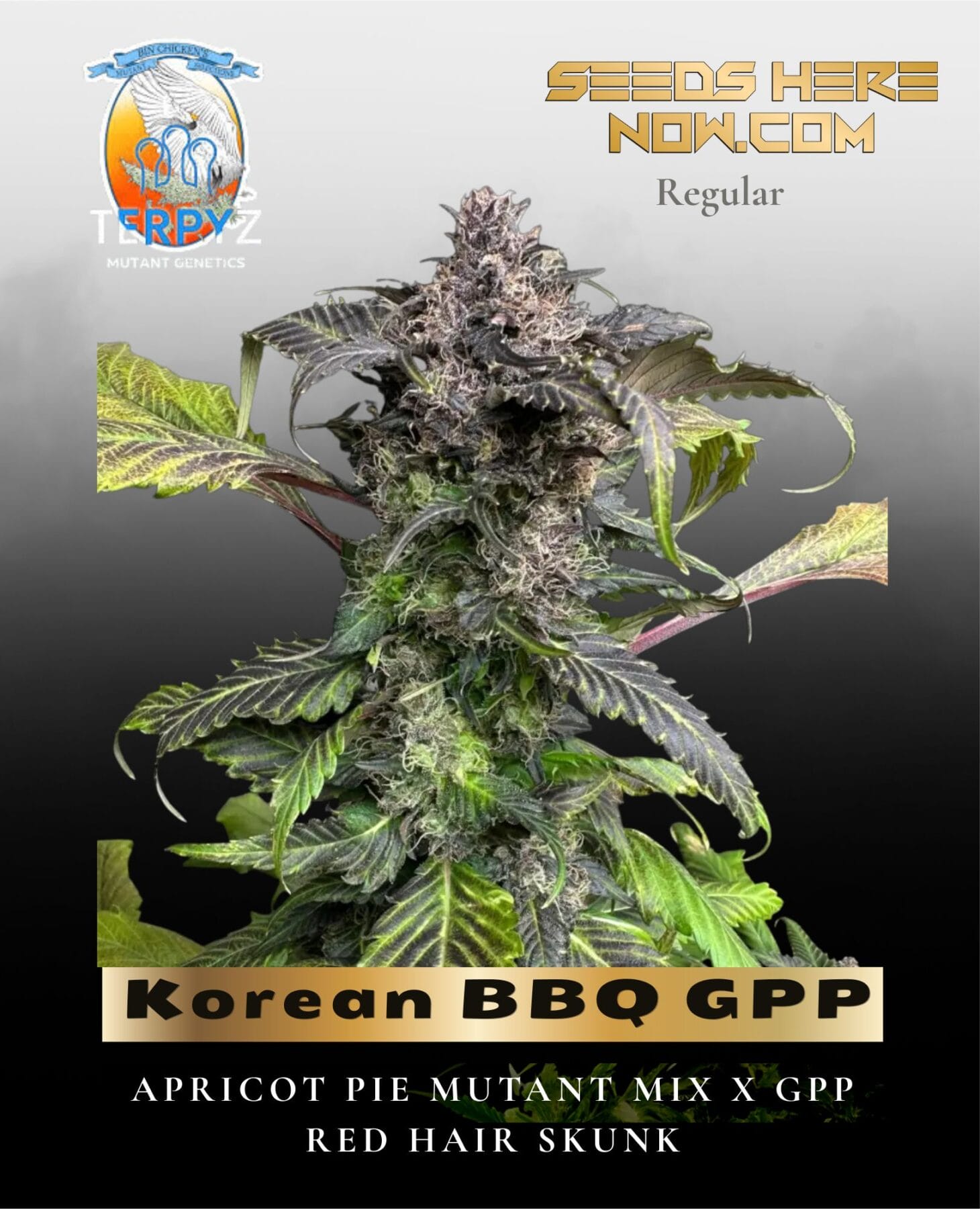Korean BBQ GPP (Regular) - TerpyZ Mutant Genetics