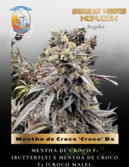 Mentha de Croco 'Croco' Bx (Regular) (space) TerpyZ Mutant Genetics