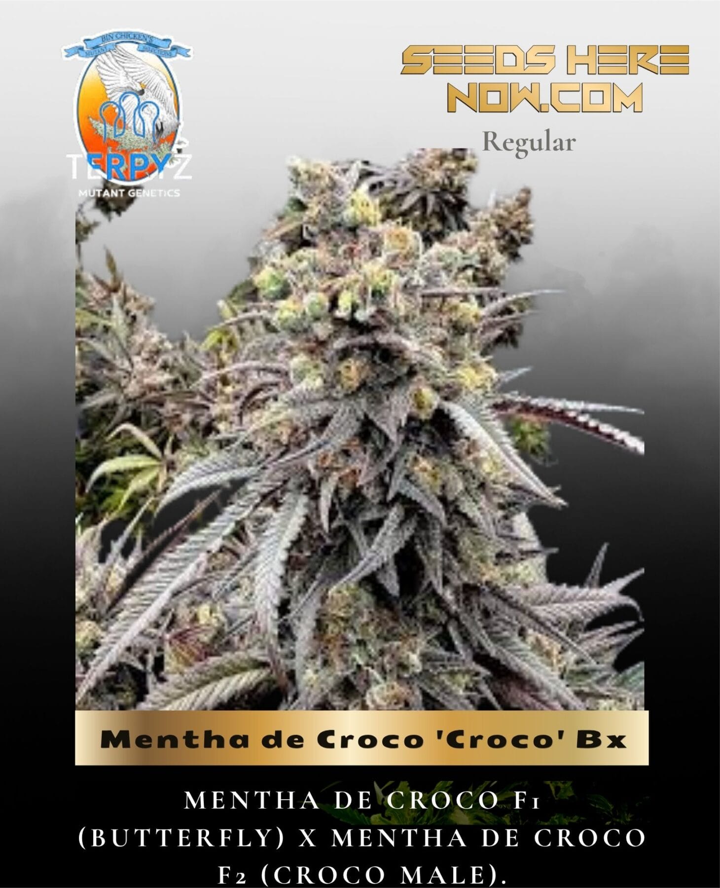 Mentha de Croco 'Croco' Bx (Regular) - TerpyZ Mutant Genetics