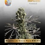 Mentha de Croco Fern BX1 F2 (Feminized) - TerpyZ Mutant Genetics