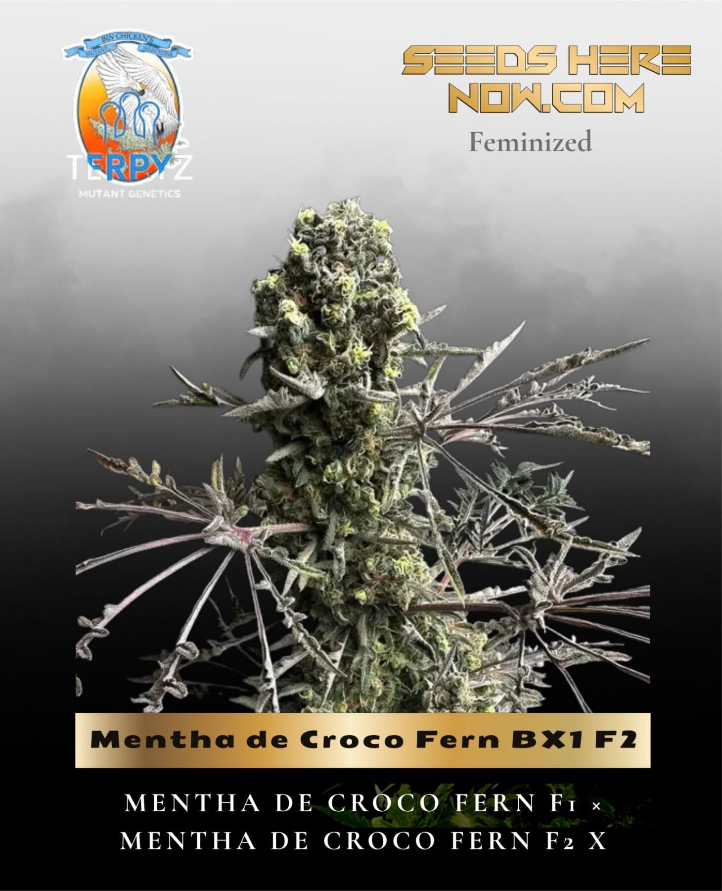 Mentha de Croco Fern BX1 F2 (Feminized) - TerpyZ Mutant Genetics