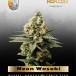Neon Wasabi (Feminized) - TerpyZ Mutant Genetics