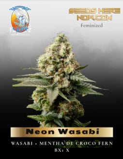 Neon Wasabi (Feminized) (space) TerpyZ Mutant Genetics