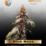 Pink Nova (Regular) - TerpyZ Mutant Genetics