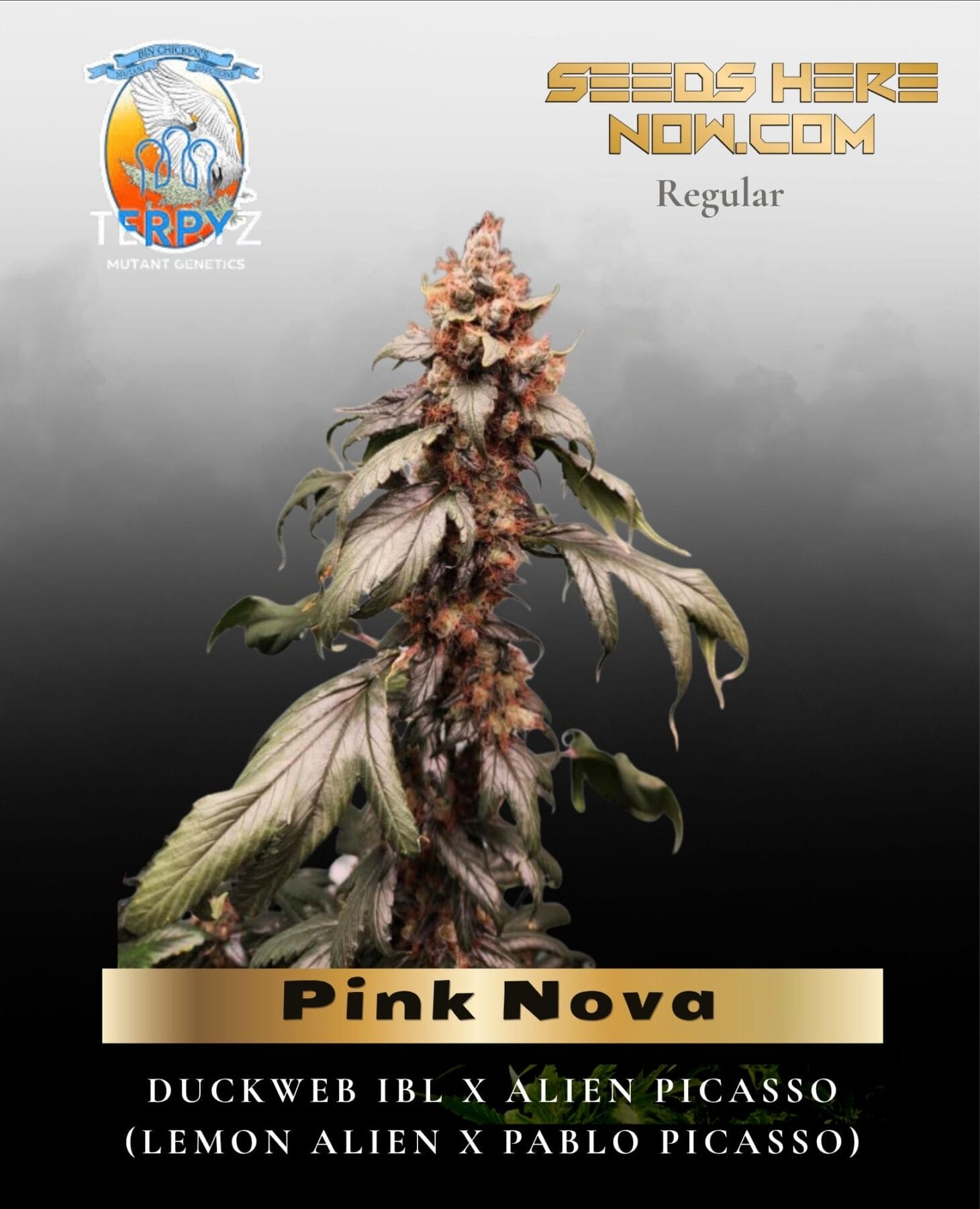 Pink Nova (Regular) - TerpyZ Mutant Genetics