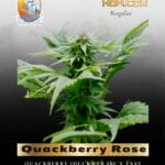 Quackberry Rose (Regular) - TerpyZ Mutant Genetics