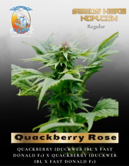 Quackberry Rose (Regular) (space) TerpyZ Mutant Genetics