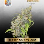 Sour Curry AD (Regular) - TerpyZ Mutant Genetics