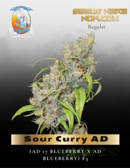 Sour Curry AD (Regular) (space) TerpyZ Mutant Genetics