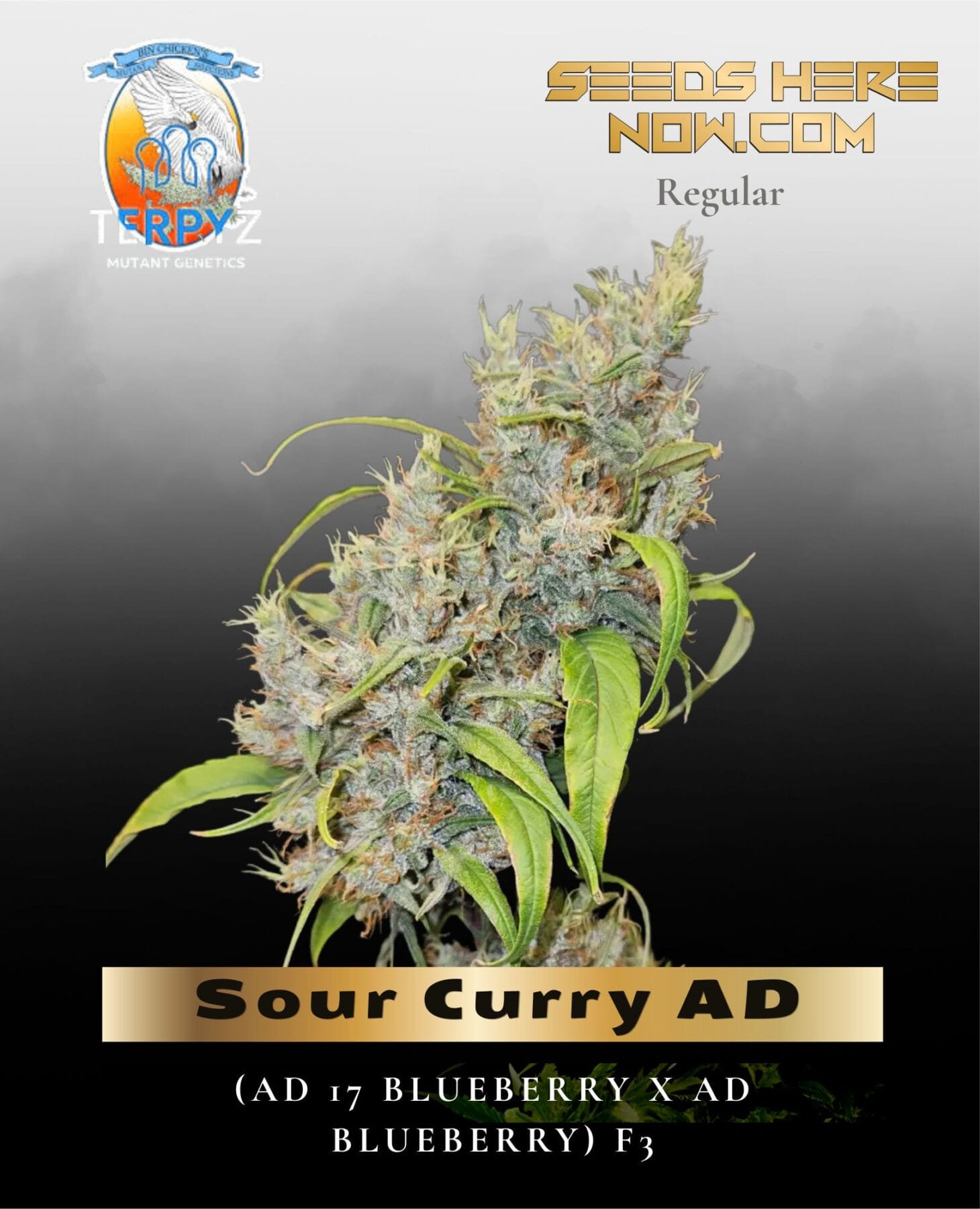 Sour Curry AD (Regular) - TerpyZ Mutant Genetics