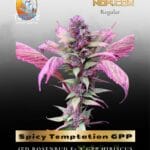 Spicy Temptation GPP (Regular) - TerpyZ Mutant Genetics