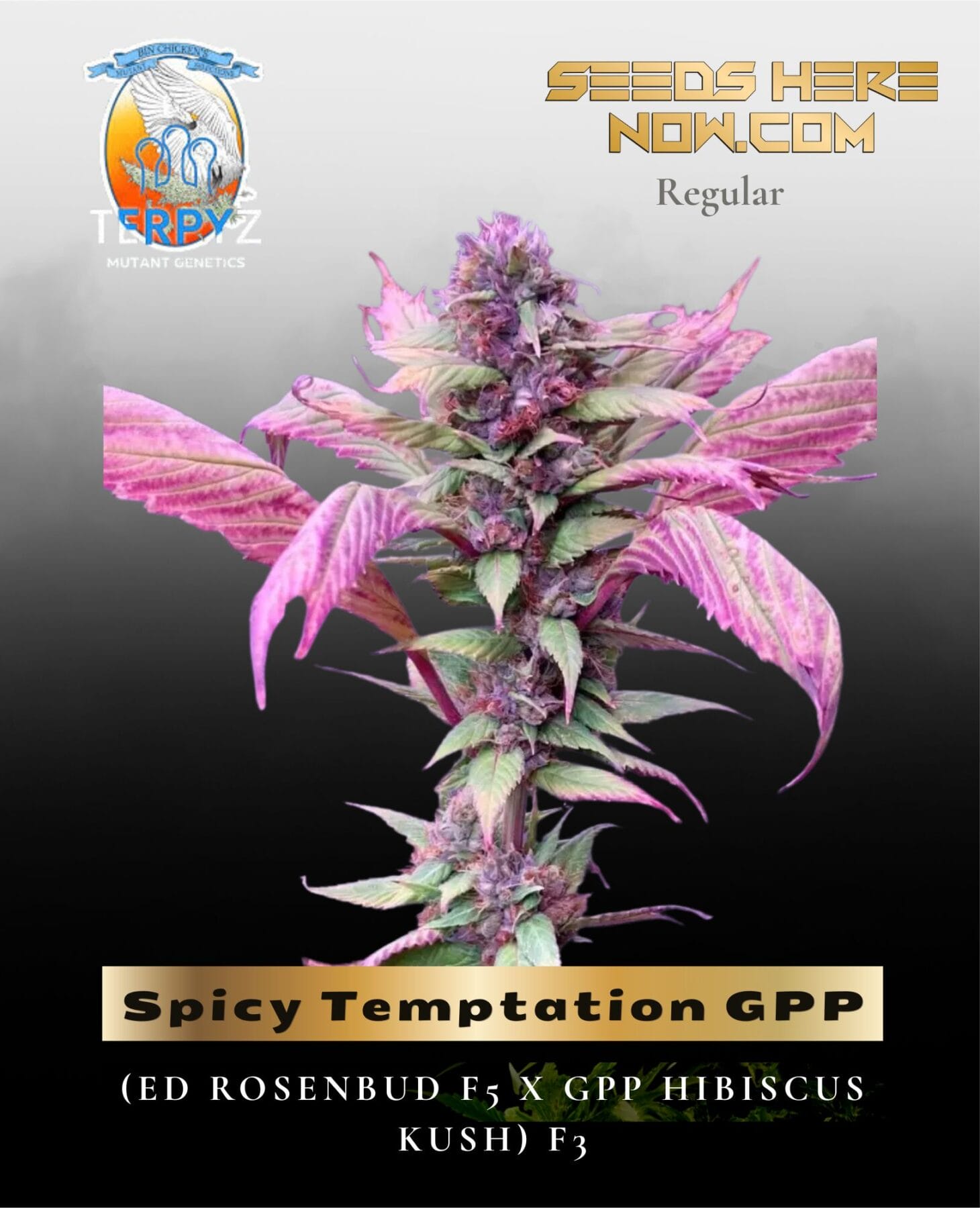 Spicy Temptation GPP (Regular) - TerpyZ Mutant Genetics