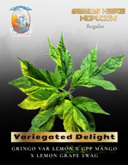 Variegated Delight (Regular) (space) TerpyZ Mutant Genetics