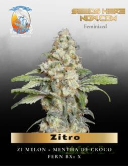 Zitro (Feminized) (space) TerpyZ Mutant Genetics