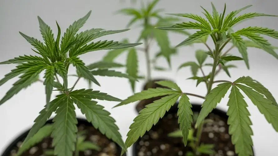 What To Do When Your Cannabis Clones Arrive