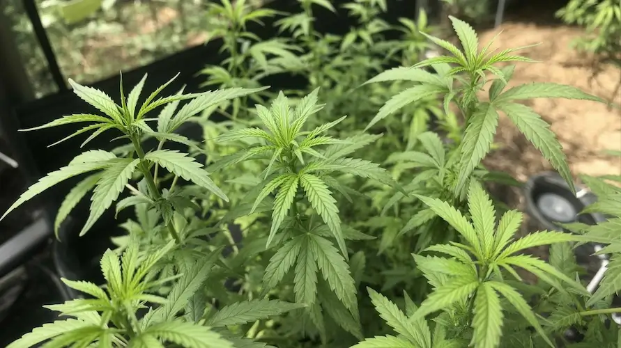 What To Do When Your Cannabis Clones Arrive – Outdoor cannabis plants