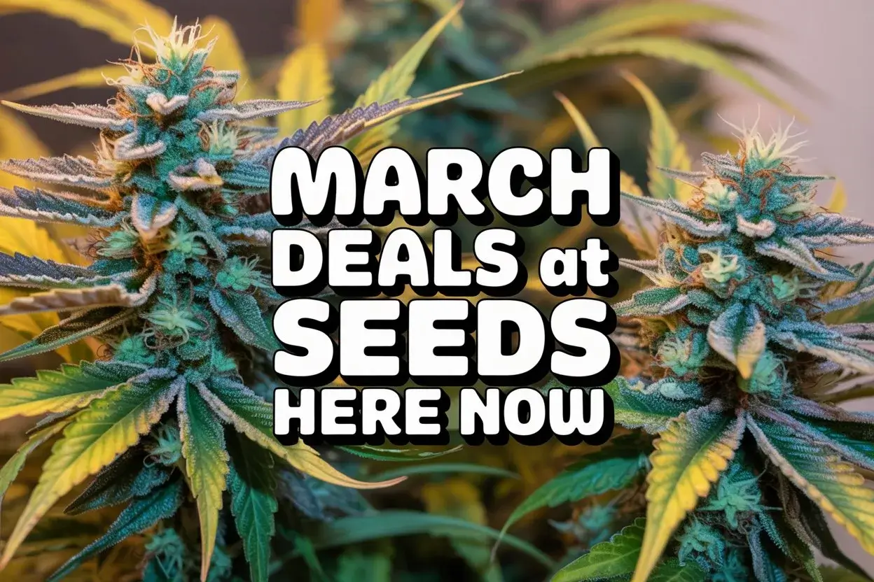 Autoflower Seeds Promotion