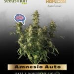 Amnesia Auto (Feminized) - Seedsman