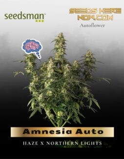 Amnesia Auto (Feminized) (space) Seedsman