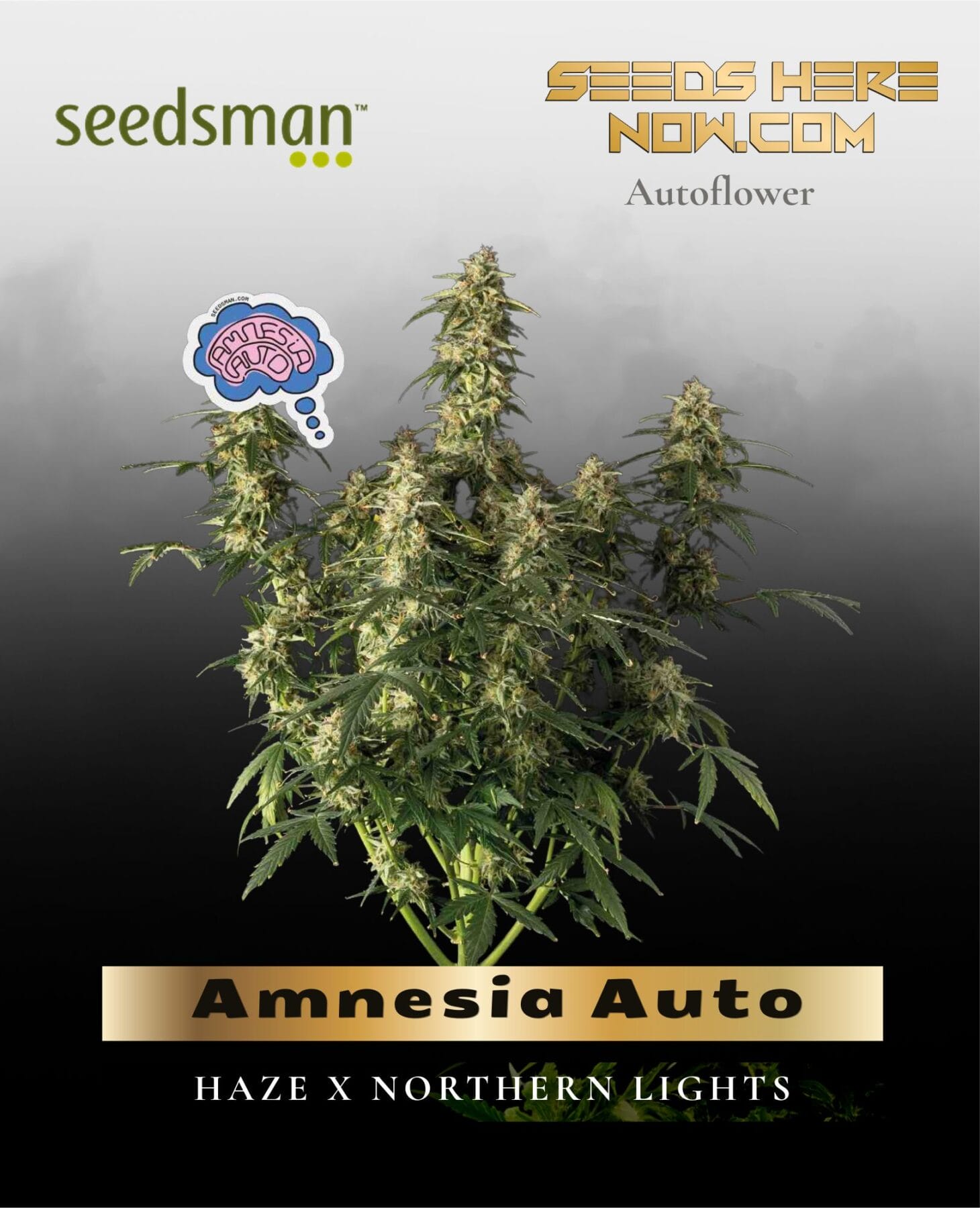 Amnesia Auto (Feminized) - Seedsman