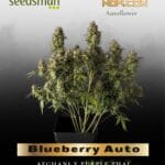 Blueberry Auto (Feminized) - Seedsman