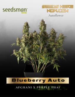 Blueberry Auto (Feminized) (space) Seedsman