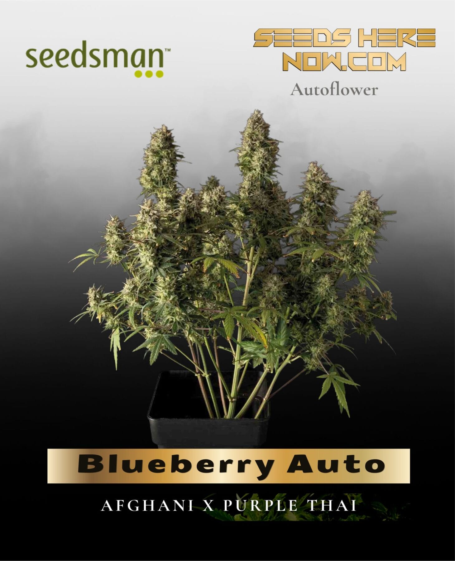 Blueberry Auto (Feminized) - Seedsman