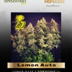 Lemon Auto (Feminized) - Seedsman