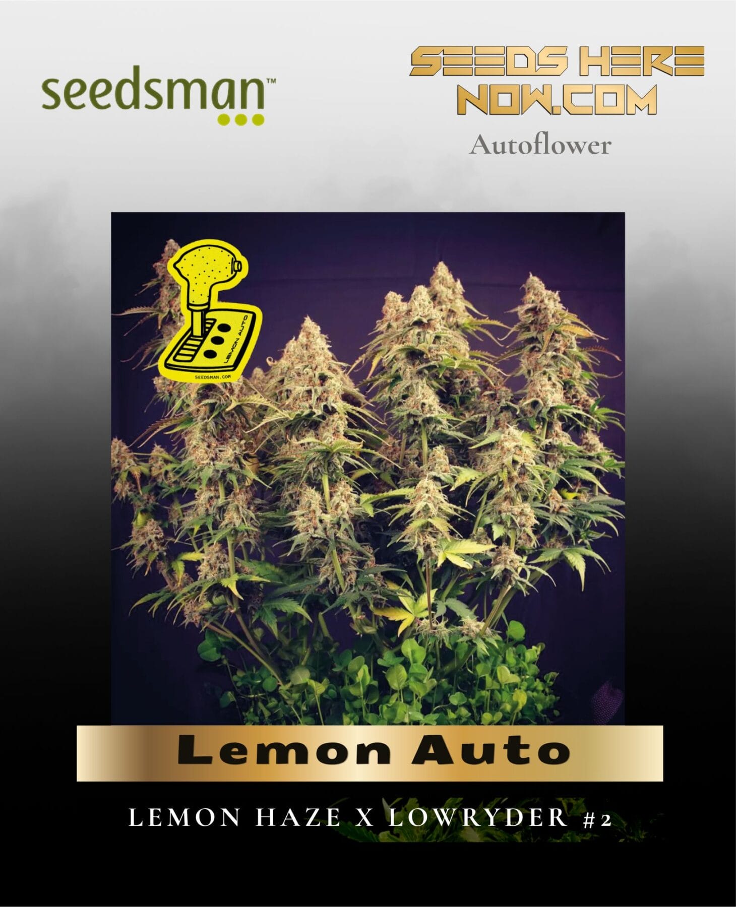 Lemon Auto (Feminized) - Seedsman